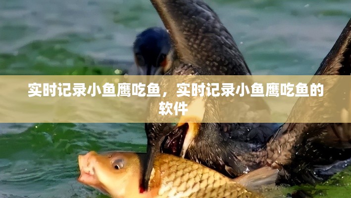 實(shí)時(shí)記錄小魚(yú)鷹吃魚(yú)，實(shí)時(shí)記錄小魚(yú)鷹吃魚(yú)的軟件 