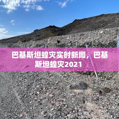 巴基斯坦蝗災(zāi)實時新聞，巴基斯坦蝗災(zāi)2021 
