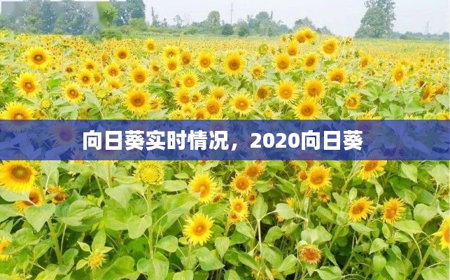 向日葵實時情況，2020向日葵 