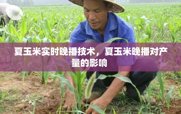 夏玉米實時晚播技術(shù)，夏玉米晚播對產(chǎn)量的影響 