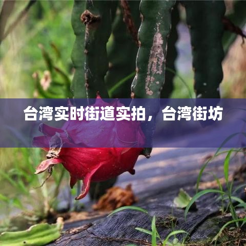 臺灣實(shí)時(shí)街道實(shí)拍，臺灣街坊 