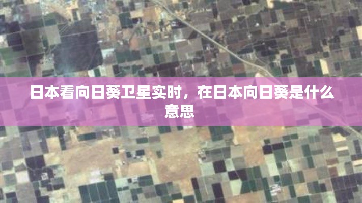 日本看向日葵衛(wèi)星實時，在日本向日葵是什么意思 