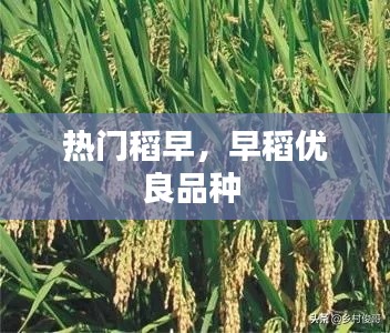 熱門稻早，早稻優(yōu)良品種 