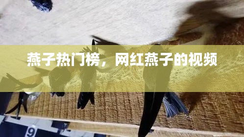 燕子熱門榜，網(wǎng)紅燕子的視頻 