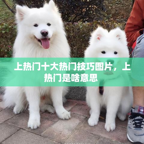 上熱門十大熱門技巧圖片，上熱門是啥意思 