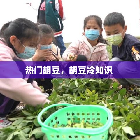 熱門胡豆，胡豆冷知識(shí) 