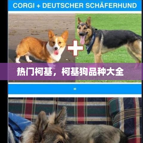 熱門柯基，柯基狗品種大全 