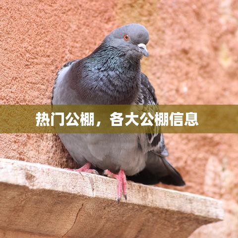 熱門公棚，各大公棚信息 