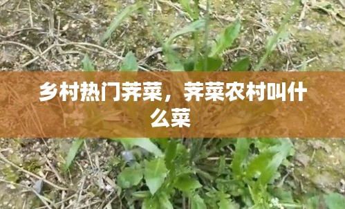 鄉(xiāng)村熱門薺菜，薺菜農(nóng)村叫什么菜 