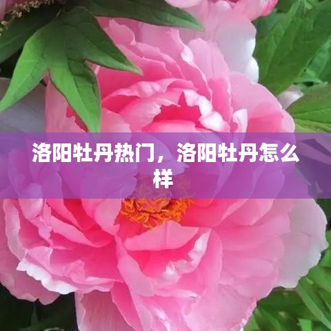 洛陽牡丹熱門，洛陽牡丹怎么樣 