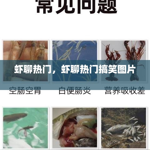 蝦聊熱門，蝦聊熱門搞笑圖片 