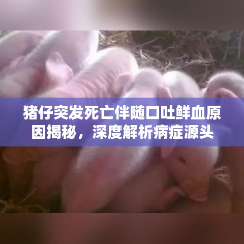 豬仔突發(fā)死亡伴隨口吐鮮血原因揭秘，深度解析病癥源頭