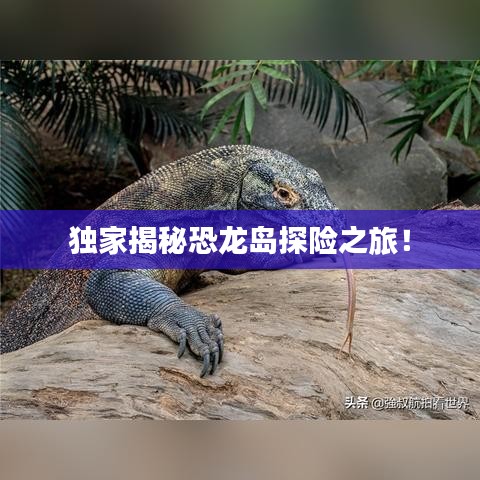 獨家揭秘恐龍島探險之旅！