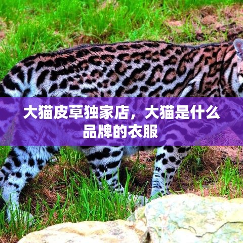 大貓皮草獨(dú)家店，大貓是什么品牌的衣服 