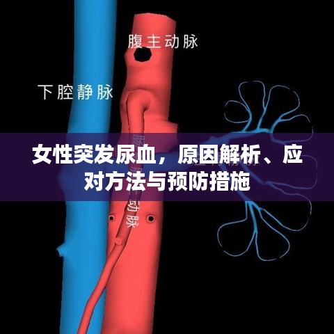 女性突發(fā)尿血，原因解析、應(yīng)對方法與預(yù)防措施