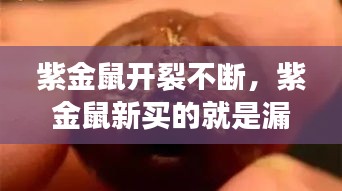 紫金鼠開裂不斷，紫金鼠新買的就是漏的 