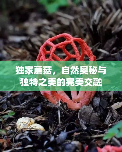 獨(dú)家蘑菇，自然奧秘與獨(dú)特之美的完美交融
