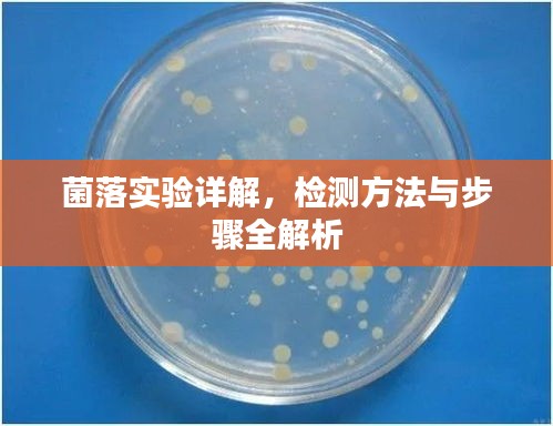 菌落實(shí)驗(yàn)詳解，檢測方法與步驟全解析