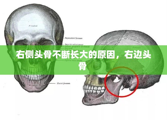右側(cè)頭骨不斷長大的原因，右邊頭骨 