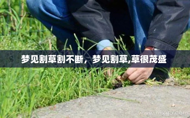 夢見割草割不斷，夢見割草,草很茂盛 