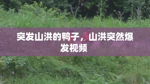 突發(fā)山洪的鴨子，山洪突然爆發(fā)視頻 