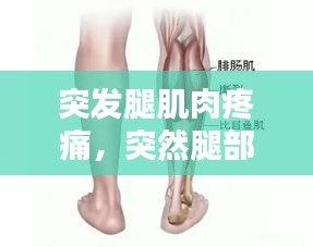 突發(fā)腿肌肉疼痛，突然腿部肌肉 陣痛 