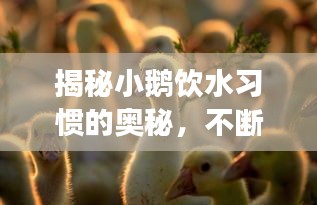 揭秘小鵝飲水習慣的奧秘，不斷水是真的嗎？
