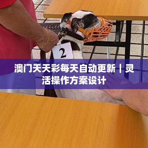 澳門天天彩每天自動更新｜靈活操作方案設(shè)計(jì)