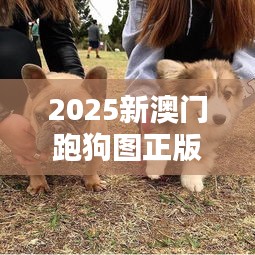 2025新澳門跑狗圖正版免費：互動體驗版，犬迷必備