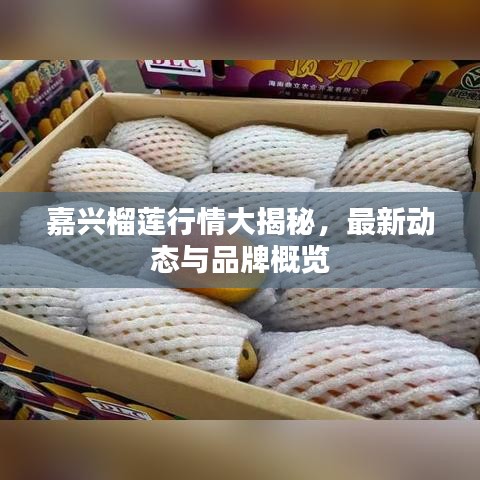 嘉興榴蓮行情大揭秘，最新動態(tài)與品牌概覽