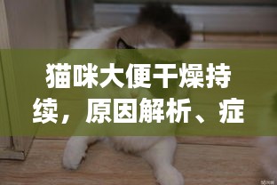 貓咪大便干燥持續(xù)，原因解析、癥狀表現(xiàn)及應(yīng)對方案