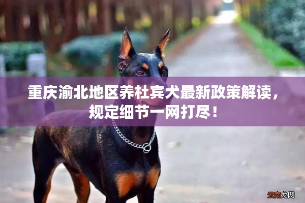 重慶渝北地區(qū)養(yǎng)杜賓犬最新政策解讀，規(guī)定細節(jié)一網(wǎng)打盡！