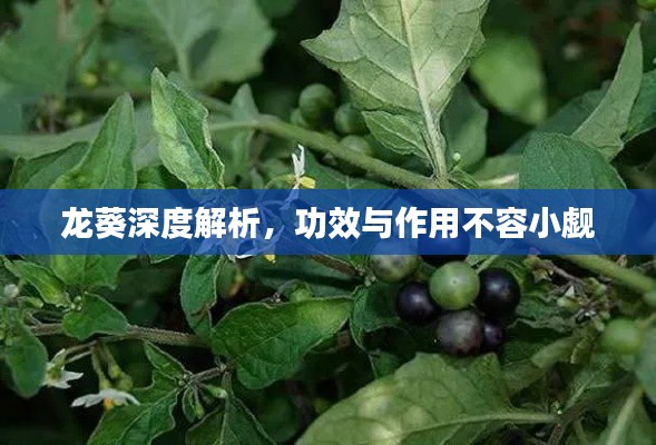 龍葵深度解析，功效與作用不容小覷