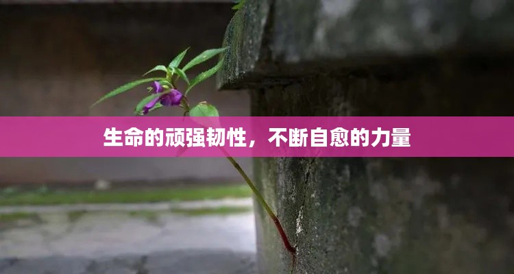 生命的頑強韌性，不斷自愈的力量
