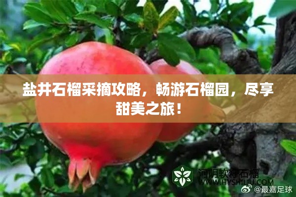 鹽井石榴采摘攻略，暢游石榴園，盡享甜美之旅！