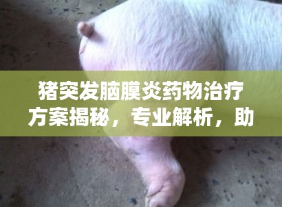 豬突發(fā)腦膜炎藥物治療方案揭秘，專業(yè)解析，助力快速救治