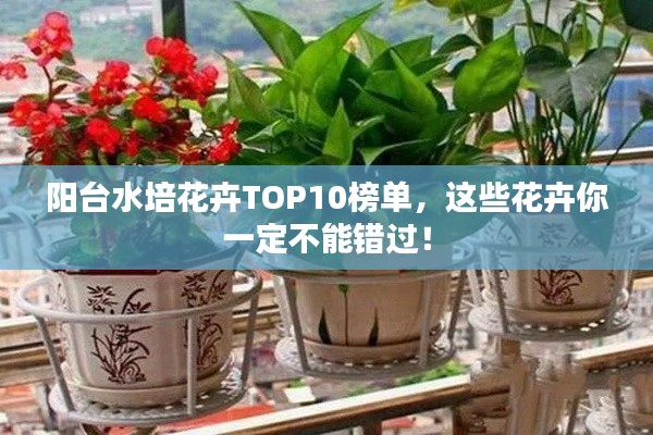 陽臺(tái)水培花卉TOP10榜單，這些花卉你一定不能錯(cuò)過！
