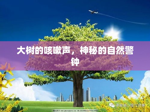 大樹的咳嗽聲，神秘的自然警鐘
