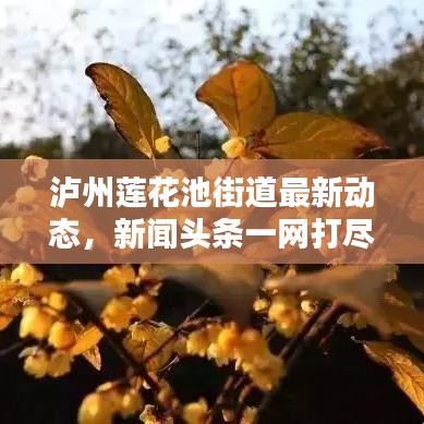 瀘州蓮花池街道最新動(dòng)態(tài)，新聞?lì)^條一網(wǎng)打盡！