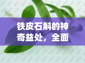 鐵皮石斛的神奇益處，全面解讀草本精華的功效