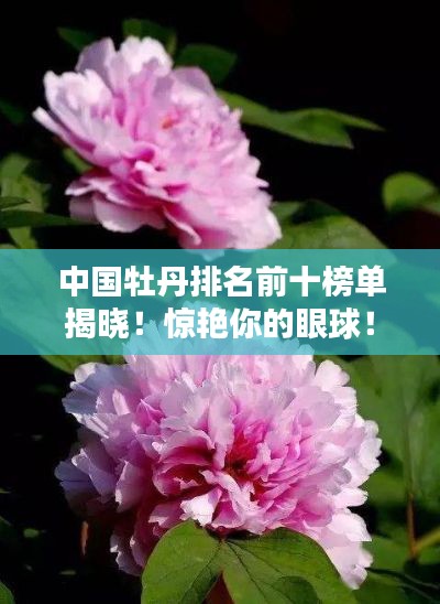 中國牡丹排名前十榜單揭曉！驚艷你的眼球！
