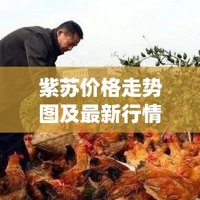 紫蘇價(jià)格走勢圖及最新行情深度解析