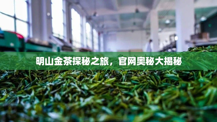 明山金茶探秘之旅，官網(wǎng)奧秘大揭秘