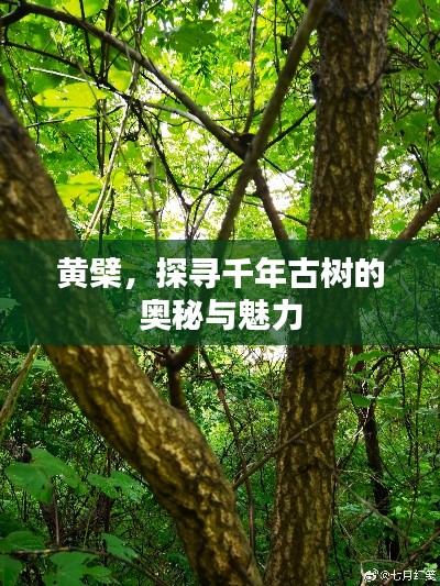 黃檗，探尋千年古樹的奧秘與魅力