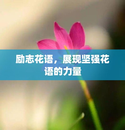 勵志花語，展現(xiàn)堅強花語的力量