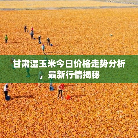 甘肅濕玉米今日價(jià)格走勢(shì)分析，最新行情揭秘