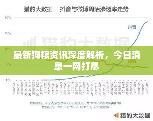 最新狗糧資訊深度解析，今日消息一網(wǎng)打盡