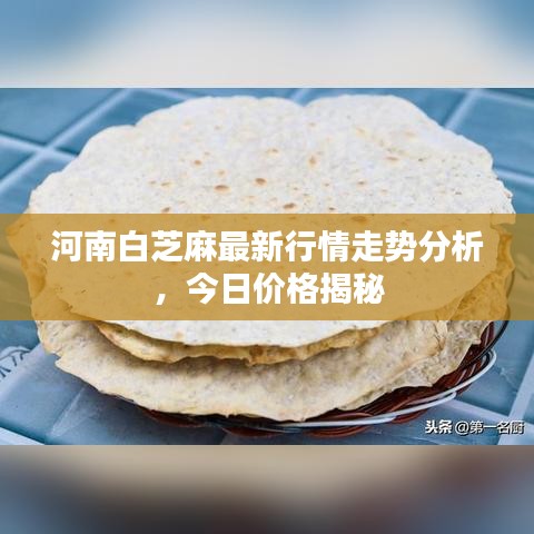河南白芝麻最新行情走勢分析，今日價格揭秘