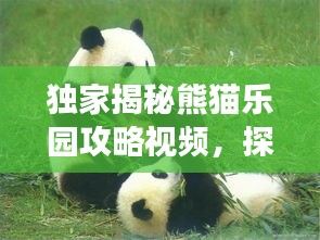 獨家揭秘熊貓樂園攻略視頻，探秘熊貓家園，必備指南助你暢游無阻！