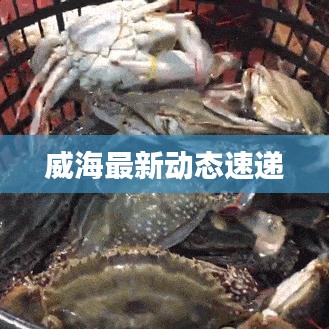 威海最新動態(tài)速遞